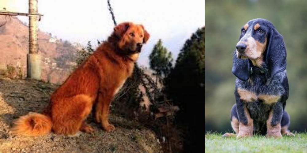 Petit Bleu de Gascogne vs Himalayan Sheepdog - Breed Comparison