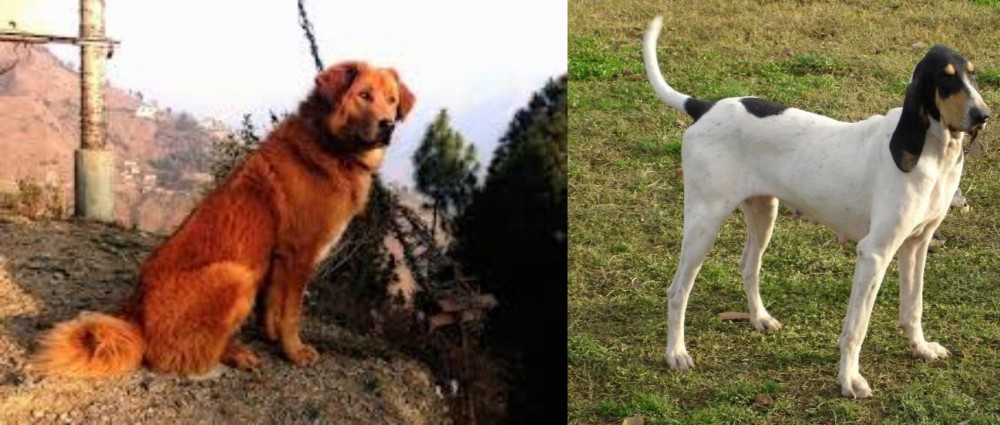 Petit Gascon Saintongeois vs Himalayan Sheepdog - Breed Comparison