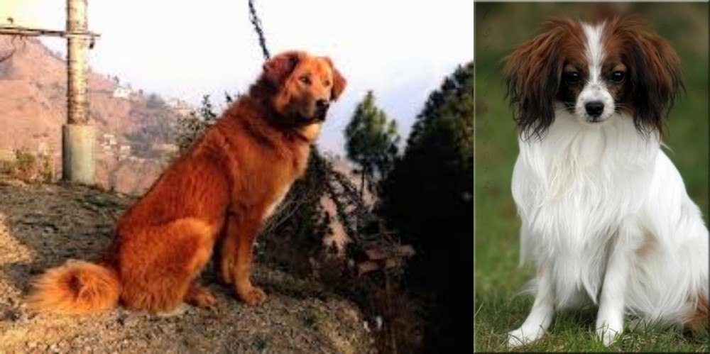 Phalene vs Himalayan Sheepdog - Breed Comparison