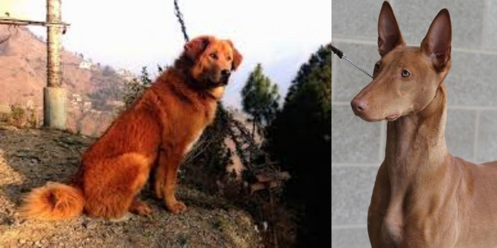 Pharaoh Hound vs Himalayan Sheepdog - Breed Comparison