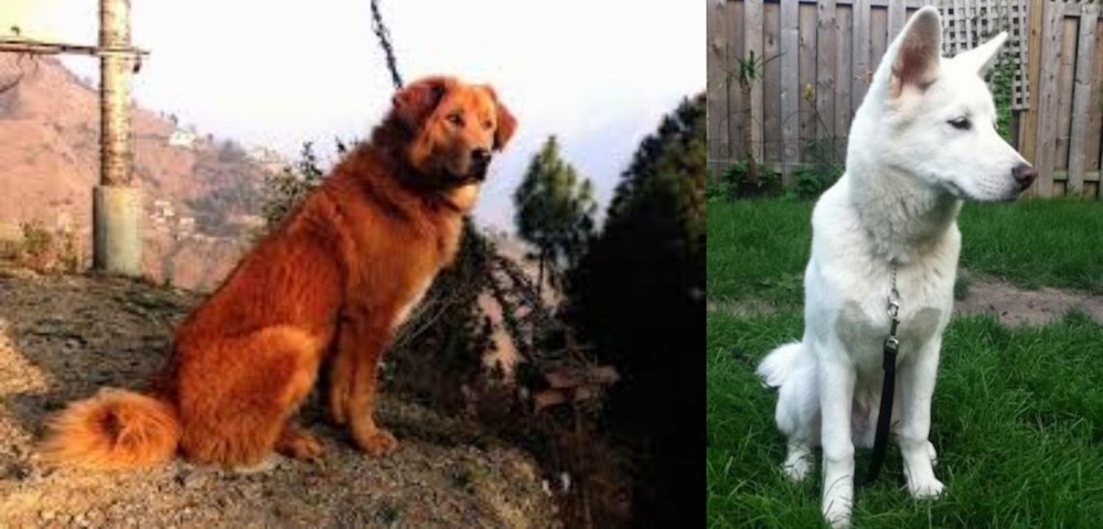 Phung San vs Himalayan Sheepdog - Breed Comparison