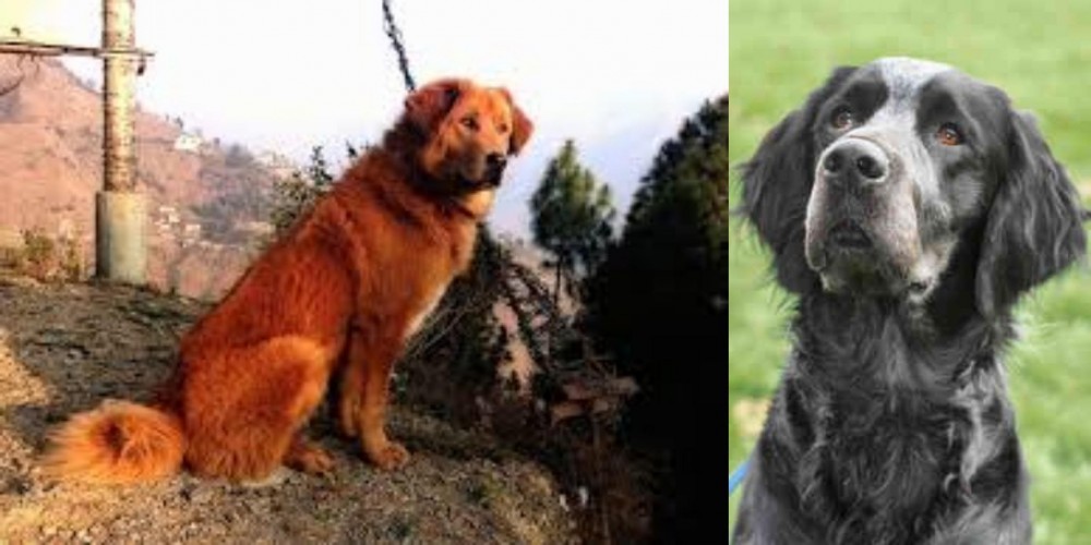 Picardy Spaniel vs Himalayan Sheepdog - Breed Comparison