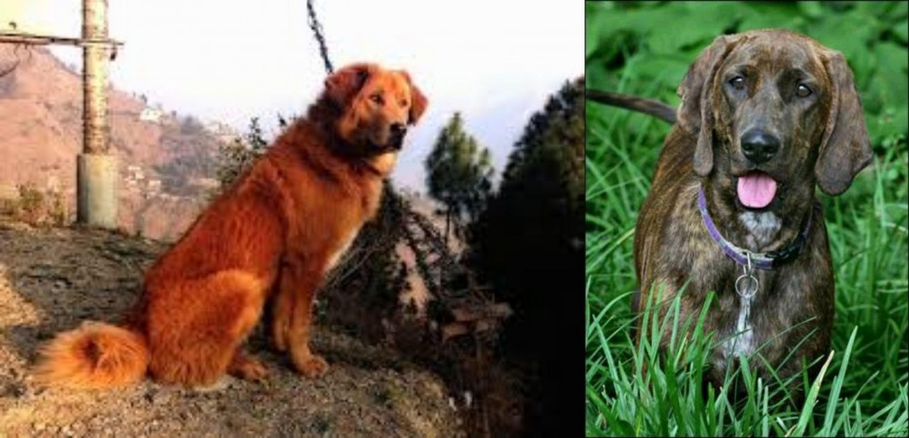 Plott Hound vs Himalayan Sheepdog - Breed Comparison