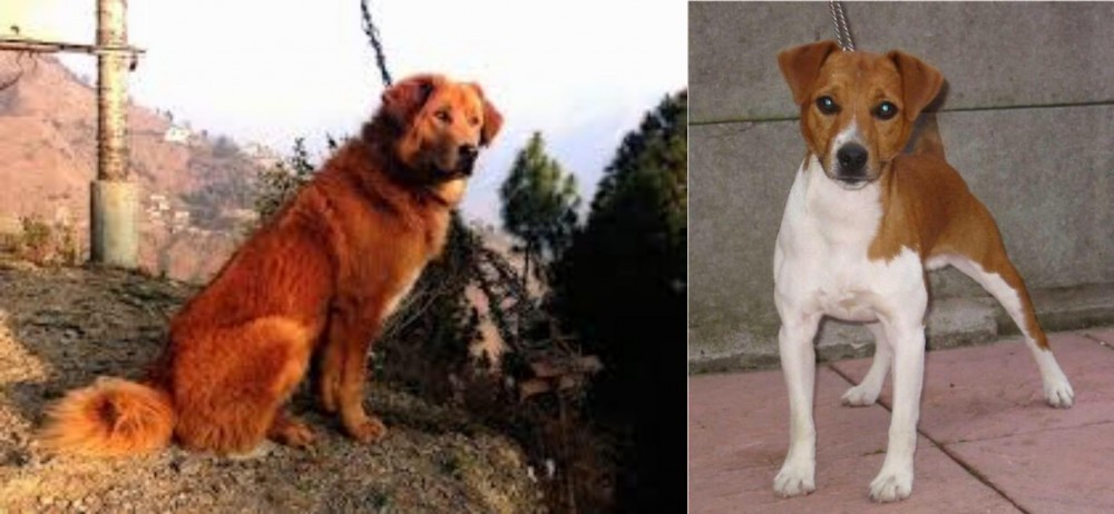 Plummer Terrier vs Himalayan Sheepdog - Breed Comparison