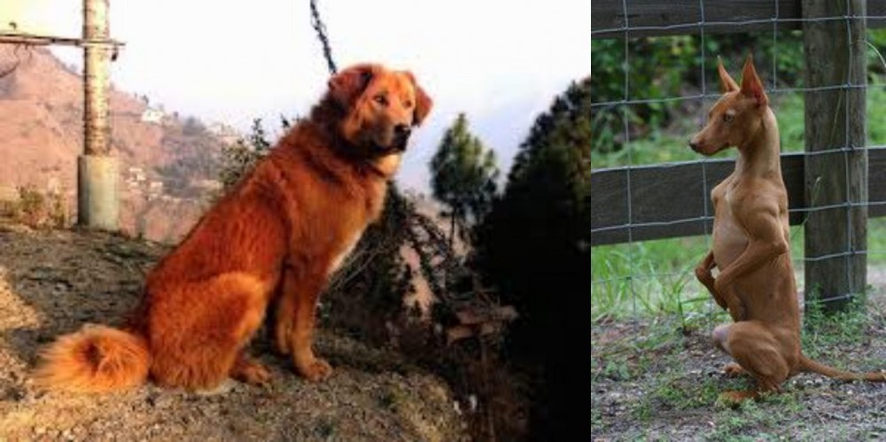 Podenco Andaluz vs Himalayan Sheepdog - Breed Comparison