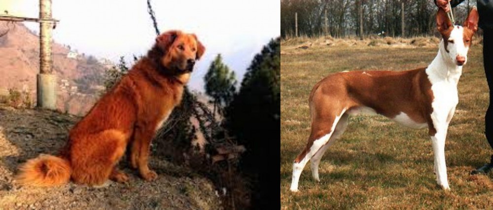 Podenco Canario vs Himalayan Sheepdog - Breed Comparison
