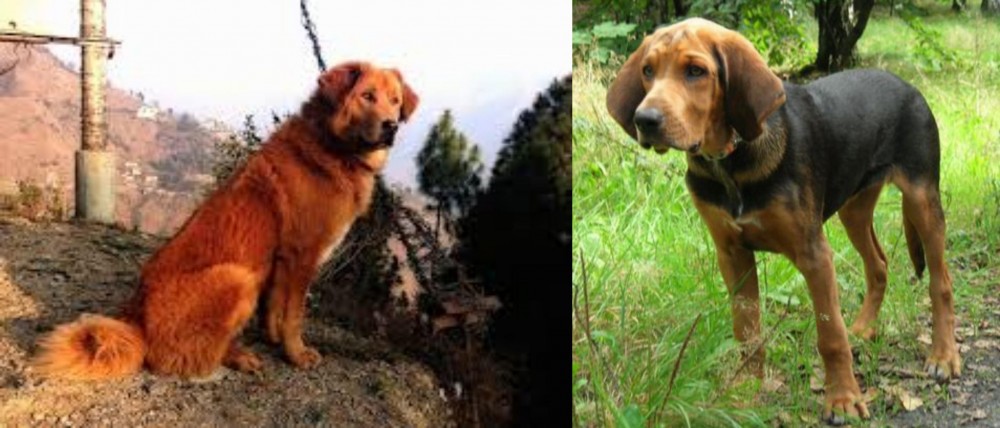 Polish Hound vs Himalayan Sheepdog - Breed Comparison