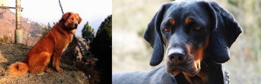 Polish Hunting Dog vs Himalayan Sheepdog - Breed Comparison