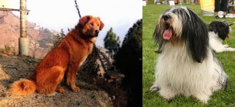Polish Lowland Sheepdog vs Himalayan Sheepdog - Breed Comparison