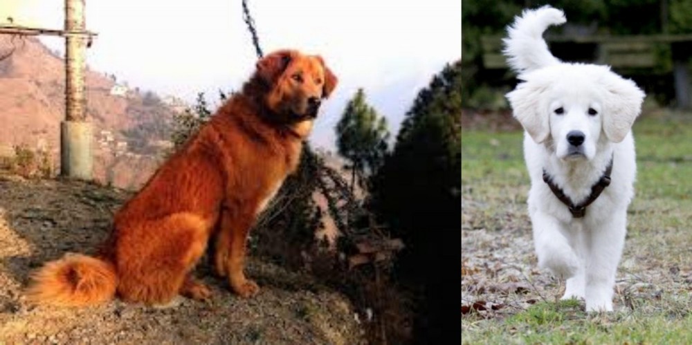 Polish Tatra Sheepdog vs Himalayan Sheepdog - Breed Comparison