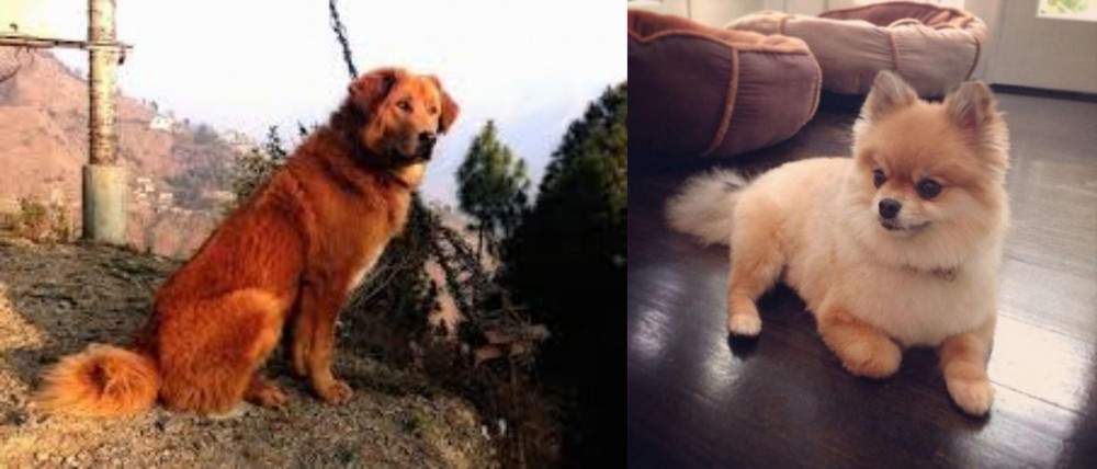 Pomeranian vs Himalayan Sheepdog - Breed Comparison