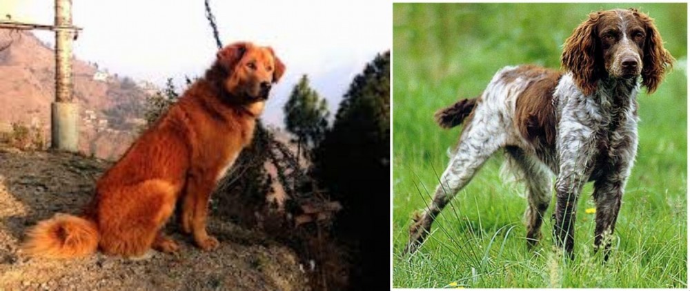 Pont-Audemer Spaniel vs Himalayan Sheepdog - Breed Comparison