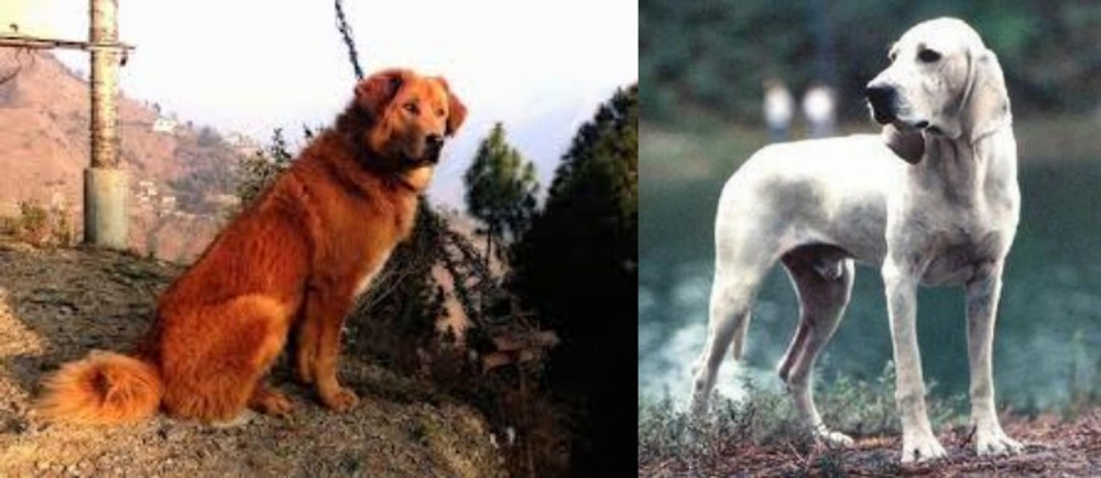 Porcelaine vs Himalayan Sheepdog - Breed Comparison