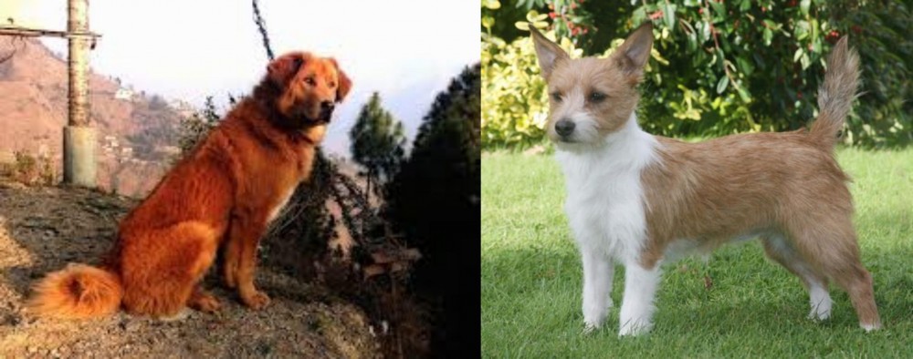 Portuguese Podengo vs Himalayan Sheepdog - Breed Comparison