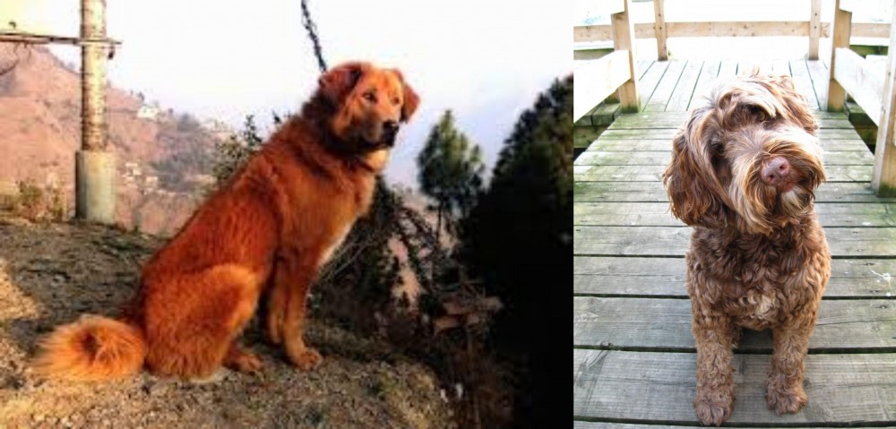 Portuguese Water Dog vs Himalayan Sheepdog - Breed Comparison
