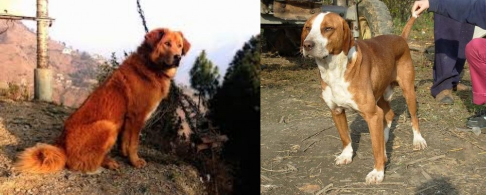 Posavac Hound vs Himalayan Sheepdog - Breed Comparison