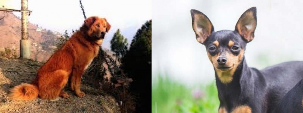 Prazsky Krysarik vs Himalayan Sheepdog - Breed Comparison