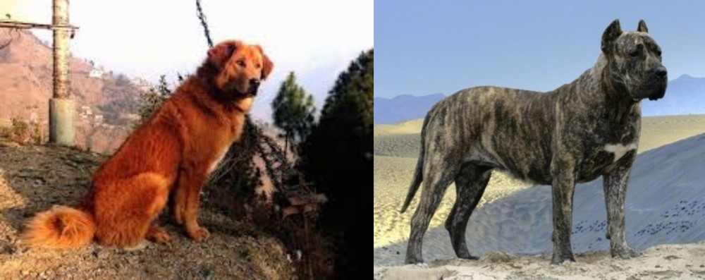 Presa Canario vs Himalayan Sheepdog - Breed Comparison