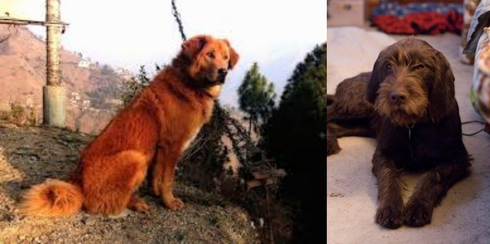 Pudelpointer vs Himalayan Sheepdog - Breed Comparison