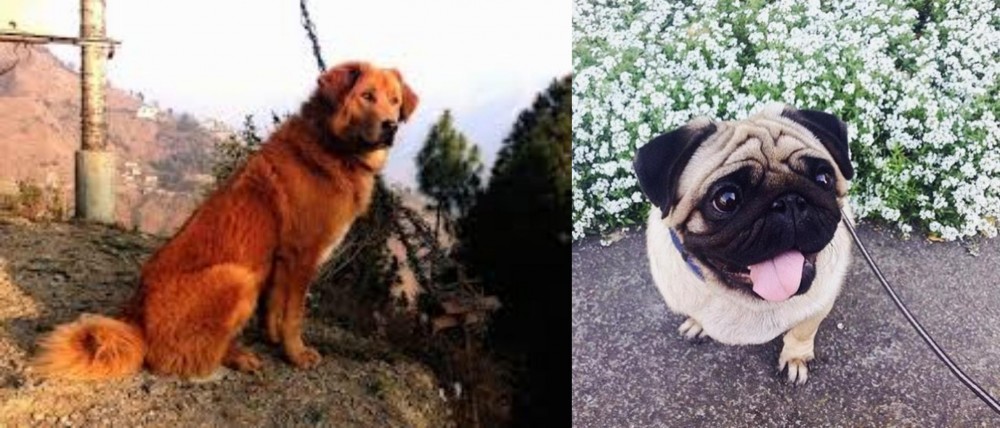 Pug vs Himalayan Sheepdog - Breed Comparison