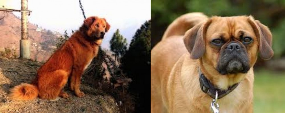 Pugalier vs Himalayan Sheepdog - Breed Comparison