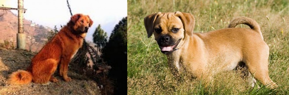 Puggle vs Himalayan Sheepdog - Breed Comparison