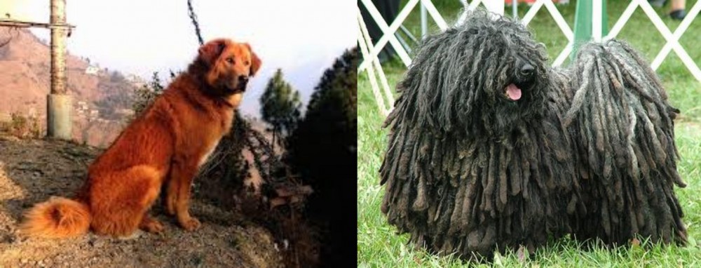 Puli vs Himalayan Sheepdog - Breed Comparison