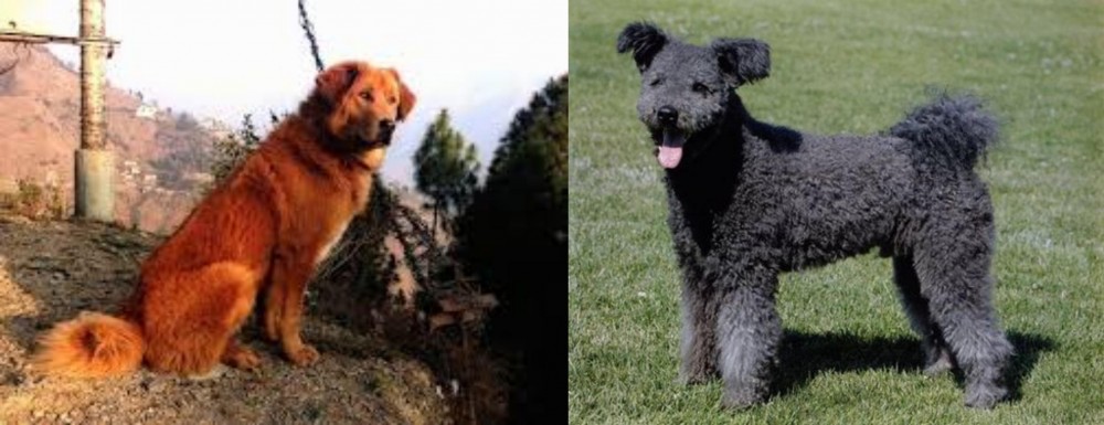 Pumi vs Himalayan Sheepdog - Breed Comparison