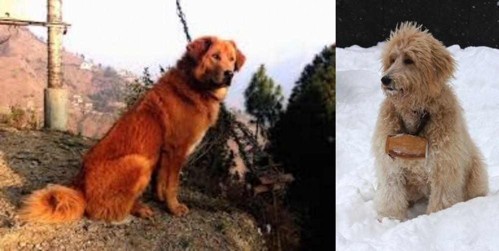 Pyredoodle vs Himalayan Sheepdog - Breed Comparison
