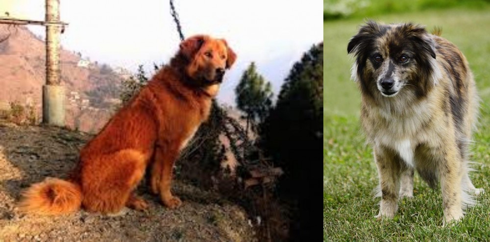 Pyrenean Shepherd vs Himalayan Sheepdog - Breed Comparison