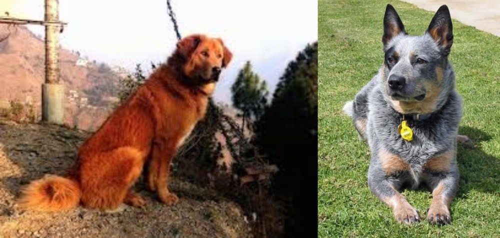 Queensland Heeler vs Himalayan Sheepdog - Breed Comparison