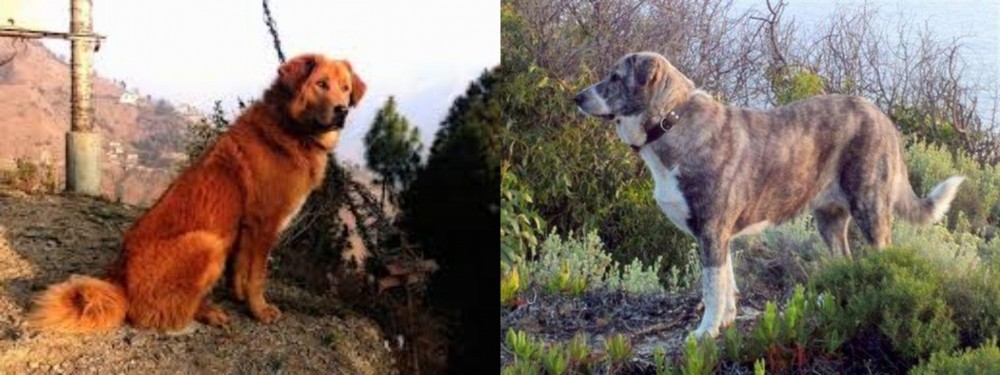 Rafeiro do Alentejo vs Himalayan Sheepdog - Breed Comparison