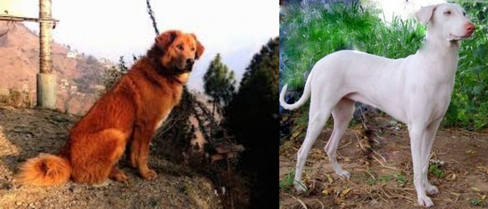 Rajapalayam vs Himalayan Sheepdog - Breed Comparison