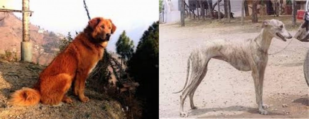 Rampur Greyhound vs Himalayan Sheepdog - Breed Comparison