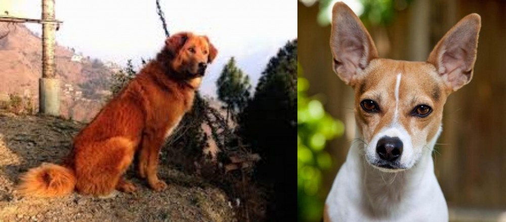 Rat Terrier vs Himalayan Sheepdog - Breed Comparison