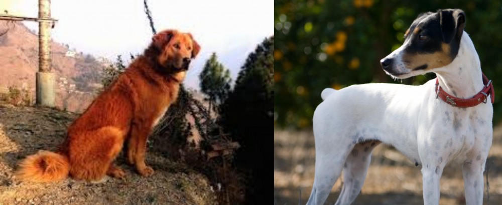 Ratonero Bodeguero Andaluz vs Himalayan Sheepdog - Breed Comparison