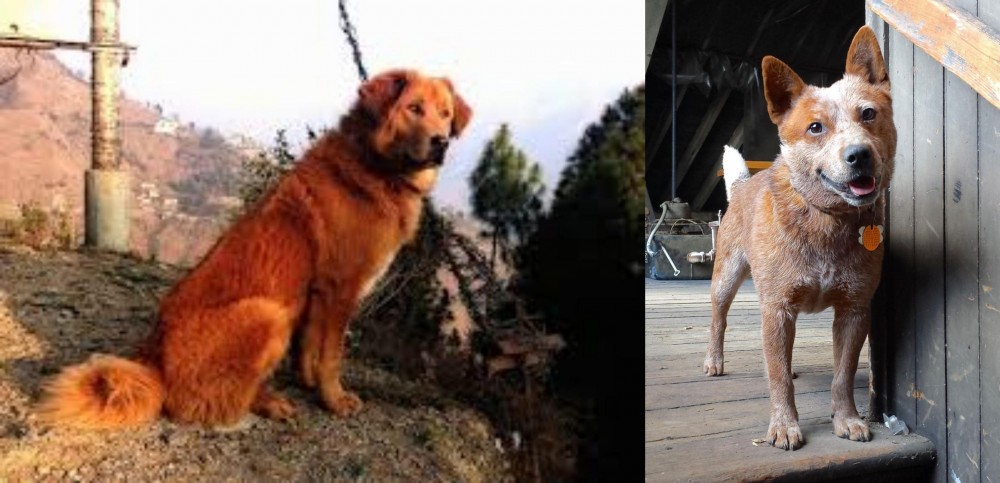 Red Heeler vs Himalayan Sheepdog - Breed Comparison