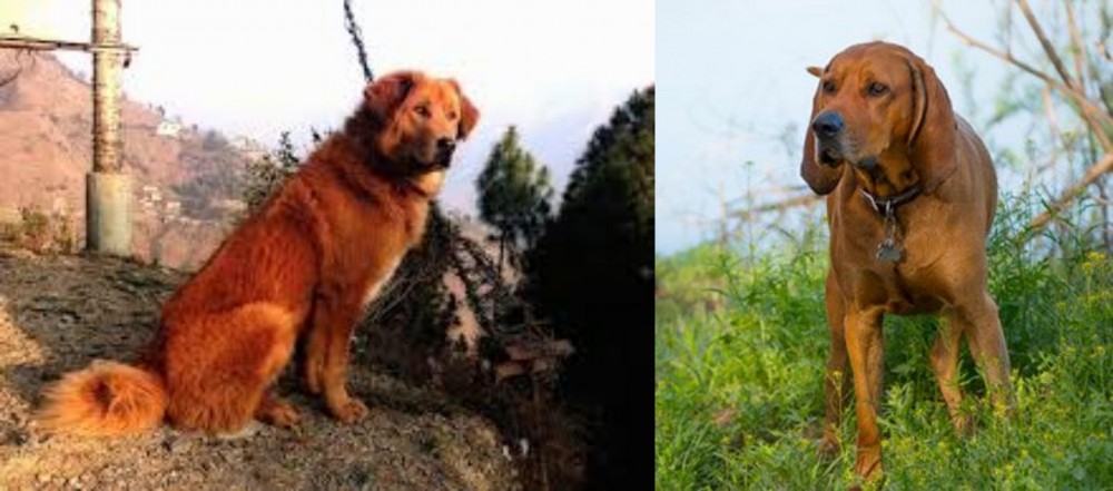 Redbone Coonhound vs Himalayan Sheepdog - Breed Comparison