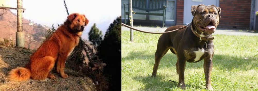 Renascence Bulldogge vs Himalayan Sheepdog - Breed Comparison