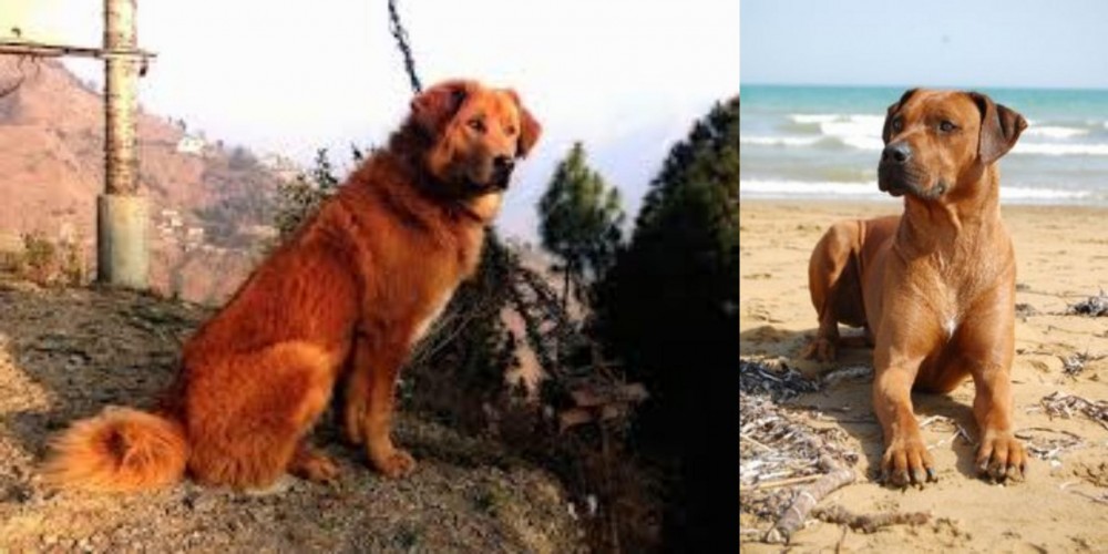 Rhodesian Ridgeback vs Himalayan Sheepdog - Breed Comparison