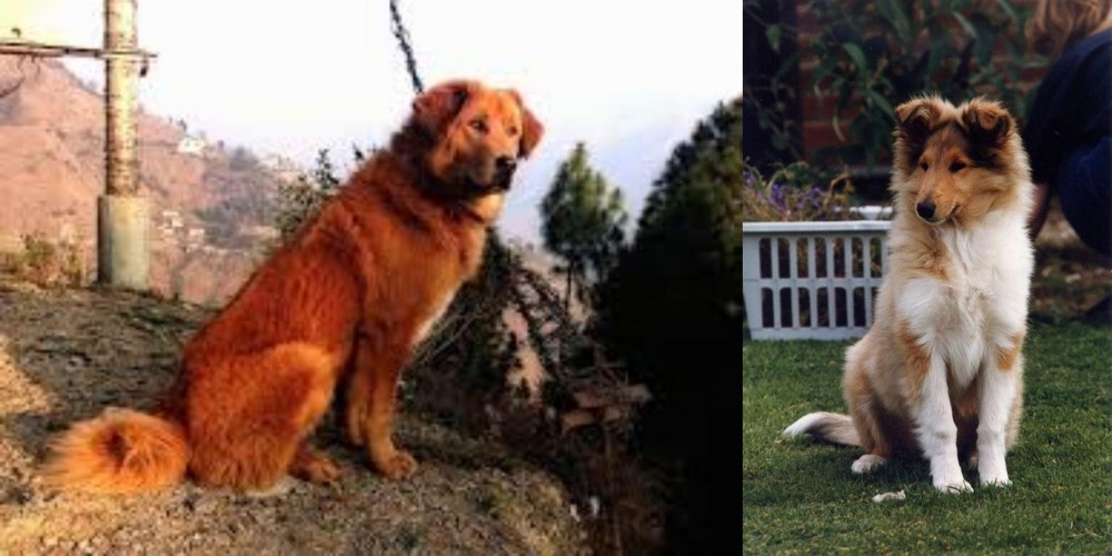 Rough Collie vs Himalayan Sheepdog - Breed Comparison