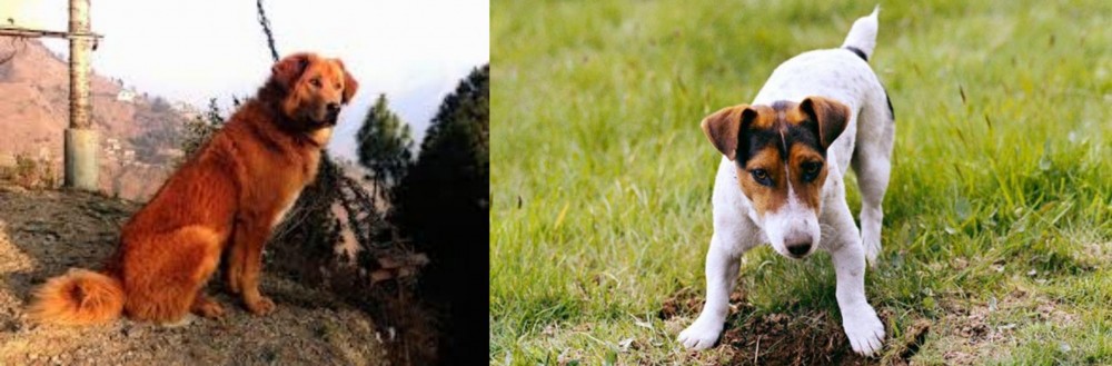 Russell Terrier vs Himalayan Sheepdog - Breed Comparison
