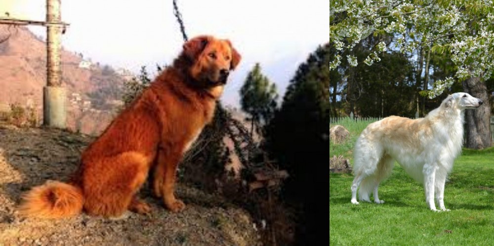 Russian Hound vs Himalayan Sheepdog - Breed Comparison