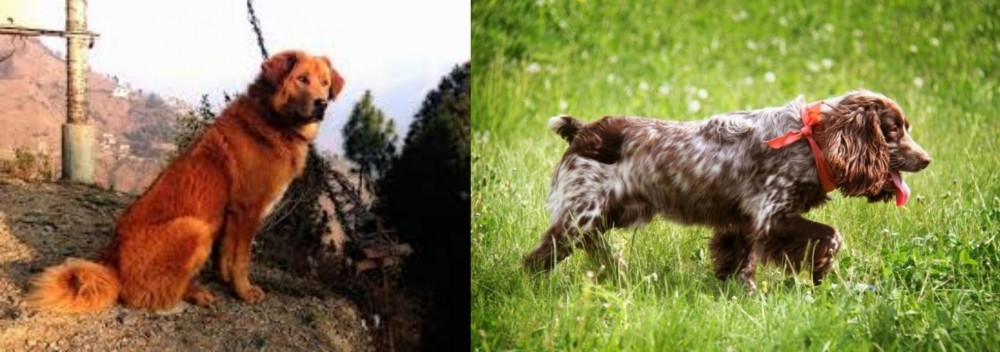Russian Spaniel vs Himalayan Sheepdog - Breed Comparison