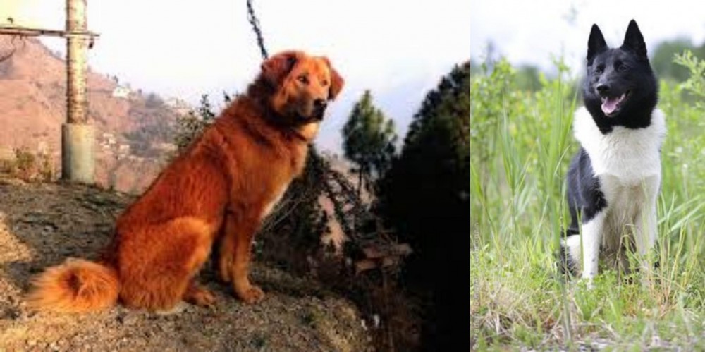 Russo-European Laika vs Himalayan Sheepdog - Breed Comparison