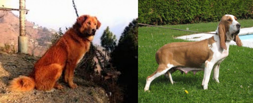 Sabueso Espanol vs Himalayan Sheepdog - Breed Comparison