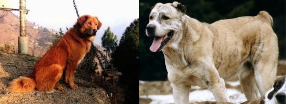 Sage Koochee vs Himalayan Sheepdog - Breed Comparison