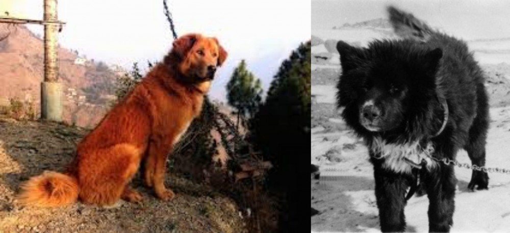Sakhalin Husky vs Himalayan Sheepdog - Breed Comparison