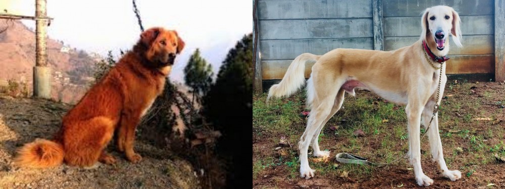 Saluki vs Himalayan Sheepdog - Breed Comparison