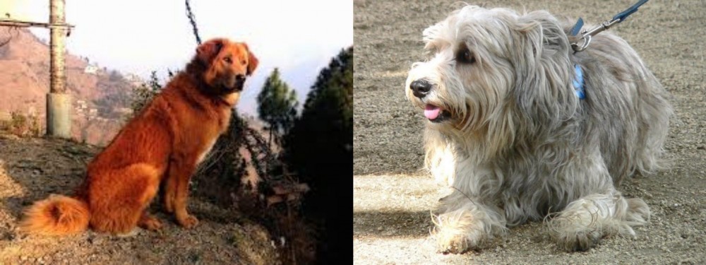 Sapsali vs Himalayan Sheepdog - Breed Comparison
